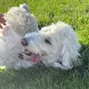 kateerose337 - @kateerose337 - TikTok