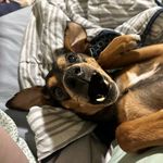 Katelin Brown - @katsndawgs - Instagram