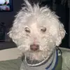Katelyn Mclaughlin - @lovederpydogs - TikTok