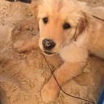 Kaitlyn Akers - @ika_puppy - Instagram