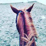 Katelyn Bartlett - @katequestrien - Instagram