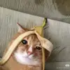 afckatelynbeard72 - @afckatelynbeard72 - TikTok