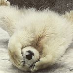 Katelyn Bragg - @savingpolar0211 - Instagram