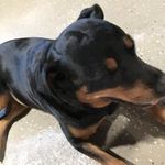 Katelyn Cherry - @kitkat_animallover - Instagram