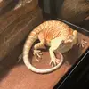 Goldfish 👍🏻 - @katelyn.nicole.cochran - TikTok