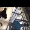 katelynconrad - @blueandivyandtippy - TikTok