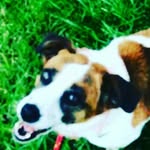katelyn cummins - @puppy_edits_123 - Instagram