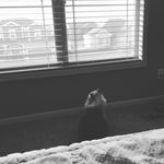 Katlyn Devlin - @pets_only22 - Instagram