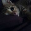 Katelyn Donath - @wolfgirldoll - TikTok