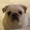 Katelyn beardow - @katelynbeardow17 - TikTok