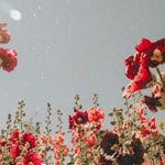 Katelyn Farrow - @katelyn033108331 - Instagram