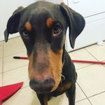 Kaitlyn Ferris - @romeothedobie100 - Instagram