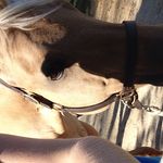 Katelyn Ford - @horseback_riding_4_life_ - Instagram