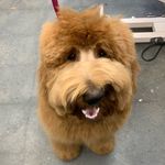 Katelyn French - @groomsbyfrenchie - Instagram