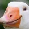 katelynfrench - @katelynfrench17 - TikTok