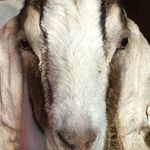 Katelyn Gaines - @katelynstang - Instagram