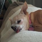 Katelyn Gibbons - @ktslazybeagle - Instagram