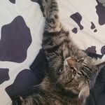 Katelyn - @katelyngifford5 - Instagram