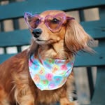 Katherine Barfield - @ladythedachshund14 - Instagram