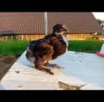 Katharina Biber - Facebook
