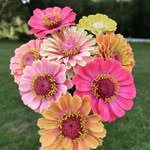 Katherine Cheney - @wroughtironandzinnias - Instagram