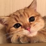 Catherine Comeau - @cat.lovers05 - Instagram