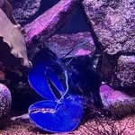 Katherine Louise Copper - @bohemian_revival - Instagram