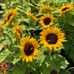 Katherine Dodds - Facebook