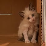 Katherine Grote - @foster_tails_ - Instagram