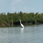 Katherine Hargis - @keywestconchgirl - Instagram