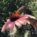 Catherine LeDuc Hostetler - @catherineleduchostetler - Instagram