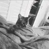 Katherine Jaramillo - @katethecat648 - TikTok