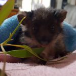 katherine lomas - @lillilaylapossums - Instagram