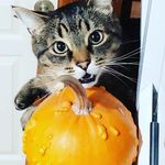 katherine neale - @thiswaykat - Instagram