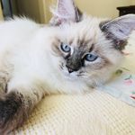 Katherine Von Fluffer Nutter - @katie_siberian - Instagram