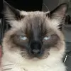 kat - @katherinecrider - TikTok