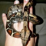 Katherine Strain - @bold_boas - Instagram