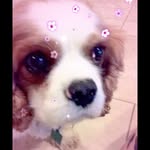 Katherine💖🐶Trainor - @charliedogcutiepie - Instagram
