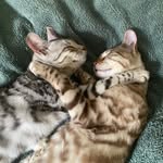 Kathryn Moss - @sonny_and_saffy - Instagram