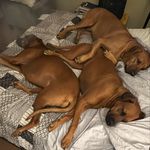 Kathryn Wallace - @mollzandmurph_boxermans - Instagram