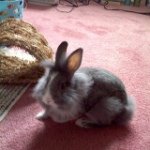 Kathy Beebe - @snowball659 - Instagram