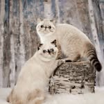 Kathy Chandler - @mipaws - Instagram