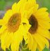 Kathy Cunningham - Facebook