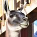 Kathy Krause - Facebook