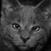 Cathie Krzywicki - Facebook