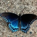 Kathy Mills Goforth - @goforth_kathy - Instagram