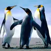 kathi_nguyen - @kathinguyen26 - TikTok
