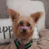 Kathy Page - @yorkie_girlr441 - TikTok