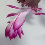 Kathi Higgs Pauling - @kathipauling - Instagram