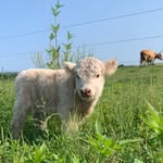 Kathy Price - Halcyon Days Farm - @kathy__price - Instagram